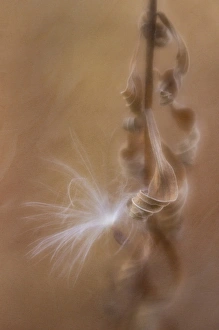 USA, Maine, Harpswell. Fern curves and milkweed seed USA, Maine, Harpswell. Fern curves and milkweed seed