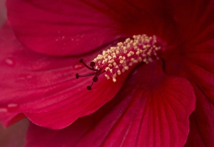 USA, Maine, Harpswell. Hibiscus detail. Credit as: Kathleen Clemons / Jaynes Gallery USA, Maine, Harpswell. Hibiscus detail. Credit as: Kathleen Clemons / Jaynes Gallery