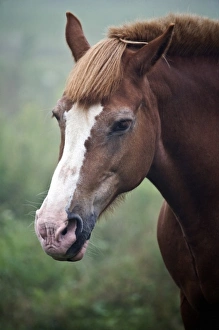 USA, Maine, Harpswell. Portrait of horse on a foggy day USA, Maine, Harpswell. Portrait of horse on a foggy day