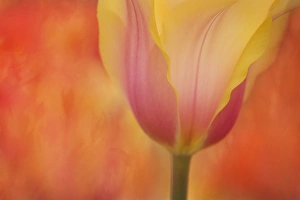 USA, Maine, Harpswell. Tulip on textured background USA, Maine, Harpswell. Tulip on textured background