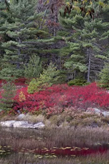 USA, Maine. Low bush blueberry and evergreen, New Mills Meadow Pond, Acadia National Park USA, Maine. Low bush blueberry and evergreen, New Mills Meadow Pond, Acadia National Park