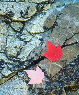USA; Maine; A Maple leaf on a Rock Background USA; Maine; A Maple leaf on a Rock Background