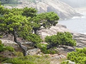 USA, Maine. Otter Cliffs and the Atlantic Ocean in Acadia National Park USA, Maine. Otter Cliffs and the Atlantic Ocean in Acadia National Park