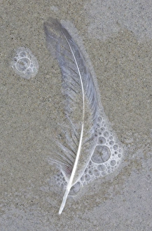 USA, Maine, Pine Point. Gull feather on beach USA, Maine, Pine Point. Gull feather on beach
