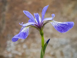 USA, Maine. Wild Iris, Schoodic Point, Schoodic Peninsula, Acadia National Park USA, Maine. Wild Iris, Schoodic Point, Schoodic Peninsula, Acadia National Park