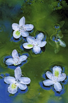 USA, Maryland, Azalea blossoms floating in stream with reflections USA, Maryland, Azalea blossoms floating in stream with reflections