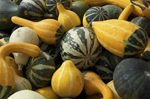 USA, Massachusetts, Natick, Lookout Farm, gourds USA, Massachusetts, Natick, Lookout Farm, gourds