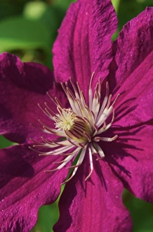 USA; Massachusetts; Reading; Clematis close-up USA; Massachusetts; Reading; Clematis close-up
