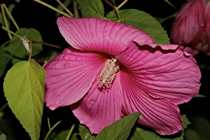 USA, Massachusetts, Shelburne Falls. A flower on Shelburnes Bridge of Flowers USA, Massachusetts, Shelburne Falls. A flower on Shelburnes Bridge of Flowers