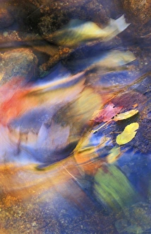 Images Dated 9th May 2009: USA, Michigan. Autumn leaves in stream. Credit as: Nancy Rotenberg / Jaynes Gallery