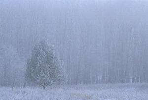 USA, Michigan. White pine tree in frosty, foggy meadow USA, Michigan. White pine tree in frosty, foggy meadow