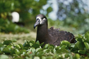 USA, Midway Atoll National Wildlife Refuge, Black-footed Albatross (Phoebastria nigripes) USA, Midway Atoll National Wildlife Refuge, Black-footed Albatross (Phoebastria nigripes)