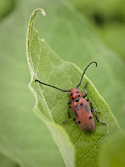 Images Dated 17th June 2007: USA, Minnesota, Eagan, Jenson Lake Park, milkweed, long-horned milkweed beetle