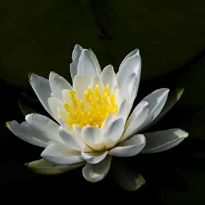 USA, Minnesota, La Salle Lake State Recration Area, La Salle Creek, Water Lilly USA, Minnesota, La Salle Lake State Recration Area, La Salle Creek, Water Lilly