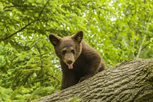 USA, Minnesota, Pine County. Black bear cub on tree. Credit as USA, Minnesota, Pine County. Black bear cub on tree. Credit as