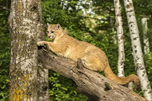USA, Minnesota, Pine County. Captive bobcat USA, Minnesota, Pine County. Captive bobcat