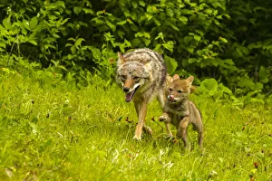 USA, Minnesota, Pine County. Coyote mother with pup. Credit as USA, Minnesota, Pine County. Coyote mother with pup. Credit as