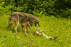 USA, Minnesota, Pine County. Coyote mother with pups. Credit as USA, Minnesota, Pine County. Coyote mother with pups. Credit as