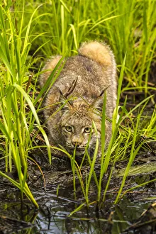 USA, Minnesota, Pine County. Lynx close-up. Credit as: Cathy & Gordon Illg / Jaynes USA, Minnesota, Pine County. Lynx close-up. Credit as: Cathy & Gordon Illg / Jaynes