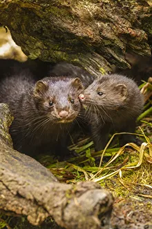USA, Minnesota, Pine County. Mink mother and pup in log USA, Minnesota, Pine County. Mink mother and pup in log