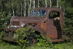 Images Dated 22nd June 2012: USA, Minnesota, Sandstone, Bear Cub and Old Truck