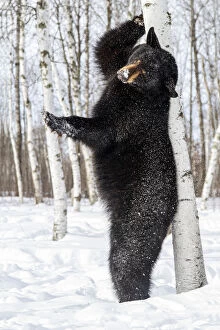 Images Dated 14th January 2014: USA, Minnesota, Sandstone, Black Bear Scratching an Itch