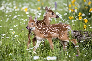 Images Dated 21st June 2012: USA, Minnesota, Sandstone, Two Fawns Amidst Wildflowers