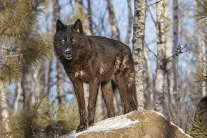 USA, Minnesota. Timber wolf with fur in black phase USA, Minnesota. Timber wolf with fur in black phase