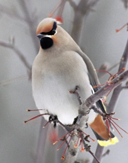 USA, Minnesota, Walker, Back Yard, Cedar Wax Wing USA, Minnesota, Walker, Back Yard, Cedar Wax Wing