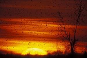 USA, Missouri. Large flock of blackbirds silhouetted at sunset USA, Missouri. Large flock of blackbirds silhouetted at sunset