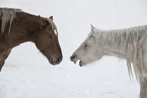 USA, Montana. Gardiner. Palomino and sorrel, with shaggy winter coat, nose to nose