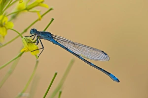 USA, Montana, Lee Metcalf National Wildlife Refuge. Blue damselfly on plant in morning USA, Montana, Lee Metcalf National Wildlife Refuge. Blue damselfly on plant in morning
