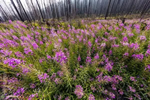 USA, Montana, Missoula. Fireweed filling in after wildfire USA, Montana, Missoula. Fireweed filling in after wildfire