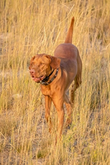 USA, Montana, Missoula. Vizsla hunting dog. Credit as: Fred Lord / Jaynes Gallery USA, Montana, Missoula. Vizsla hunting dog. Credit as: Fred Lord / Jaynes Gallery