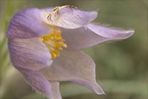 USA, Montana, Pine Butte Guest Ranch. Close-up of crab spider on a pasque flower USA, Montana, Pine Butte Guest Ranch. Close-up of crab spider on a pasque flower
