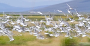 USA, Montana, Red Rock Lakes National Wildlife Refuge, Flock of Franklyns Gulls USA, Montana, Red Rock Lakes National Wildlife Refuge, Flock of Franklyns Gulls