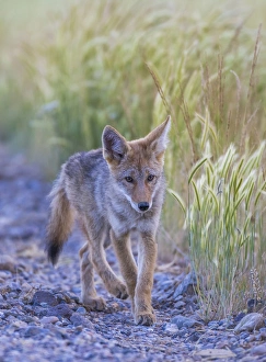 USA, Montana, Red Rock Lakes National Wildlife Refuge, a coyote pup walks along the USA, Montana, Red Rock Lakes National Wildlife Refuge, a coyote pup walks along the