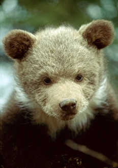 USA, Montana. Rescued grizzly bear cub whose mother was killed USA, Montana. Rescued grizzly bear cub whose mother was killed