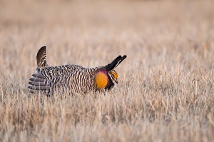 USA, Nebraska, Burwell, Sandhills, Greater Prairie Chicken displaying on lek in grassland USA, Nebraska, Burwell, Sandhills, Greater Prairie Chicken displaying on lek in grassland