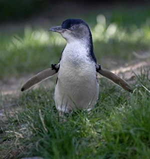 USA, Nebraska, Omaha, Henry Doorly Zoo. Little Blue (or Fairy Blue) Penguin USA, Nebraska, Omaha, Henry Doorly Zoo. Little Blue (or Fairy Blue) Penguin