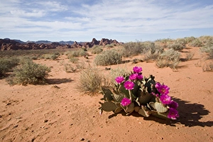 USA - Nevada. Blooming Beavertail Cactus in Valley of Fire State Park USA - Nevada. Blooming Beavertail Cactus in Valley of Fire State Park