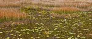 USA, New England, Maine, Mt. Desert Island, Acadia National park with lily pads in small USA, New England, Maine, Mt. Desert Island, Acadia National park with lily pads in small