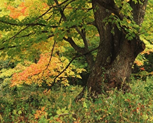 USA, New England, View of autumn tree in forest USA, New England, View of autumn tree in forest