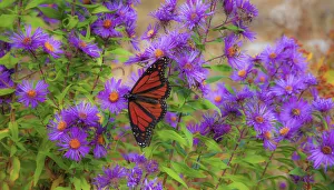 USA, New Hampshire field of daisies with Monarch Butterfly feeding just off of Highway USA, New Hampshire field of daisies with Monarch Butterfly feeding just off of Highway