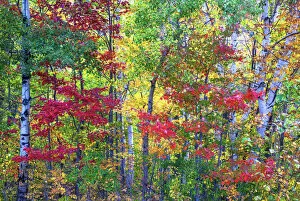 Images Dated 3rd October 2013: USA, New Hampshire, Gorham, Fall colors with grove of White Birch and Maple trees