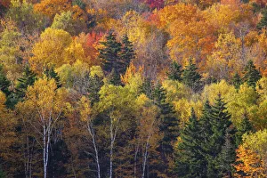 USA, New Hampshire just north of Jackson on highway 16 with the hillside covered in USA, New Hampshire just north of Jackson on highway 16 with the hillside covered in