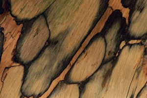 USA, New Hampshire. Tree bark pattern. Credit as: Marie Bush / Jaynes Gallery / DanitaDelimont USA, New Hampshire. Tree bark pattern. Credit as: Marie Bush / Jaynes Gallery / DanitaDelimont