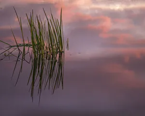 USA, New Jersey, Pine Barrens. Sunset on lake reeds. Credit as USA, New Jersey, Pine Barrens. Sunset on lake reeds. Credit as