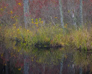 USA, New Jersey, Wharton State Forest. Forest reflections in pond USA, New Jersey, Wharton State Forest. Forest reflections in pond