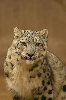 Images Dated 13th December 2013: USA, New Mexico, Albuquerque. Close-up of snow leopard in Rio Grande Zoo. Credit as